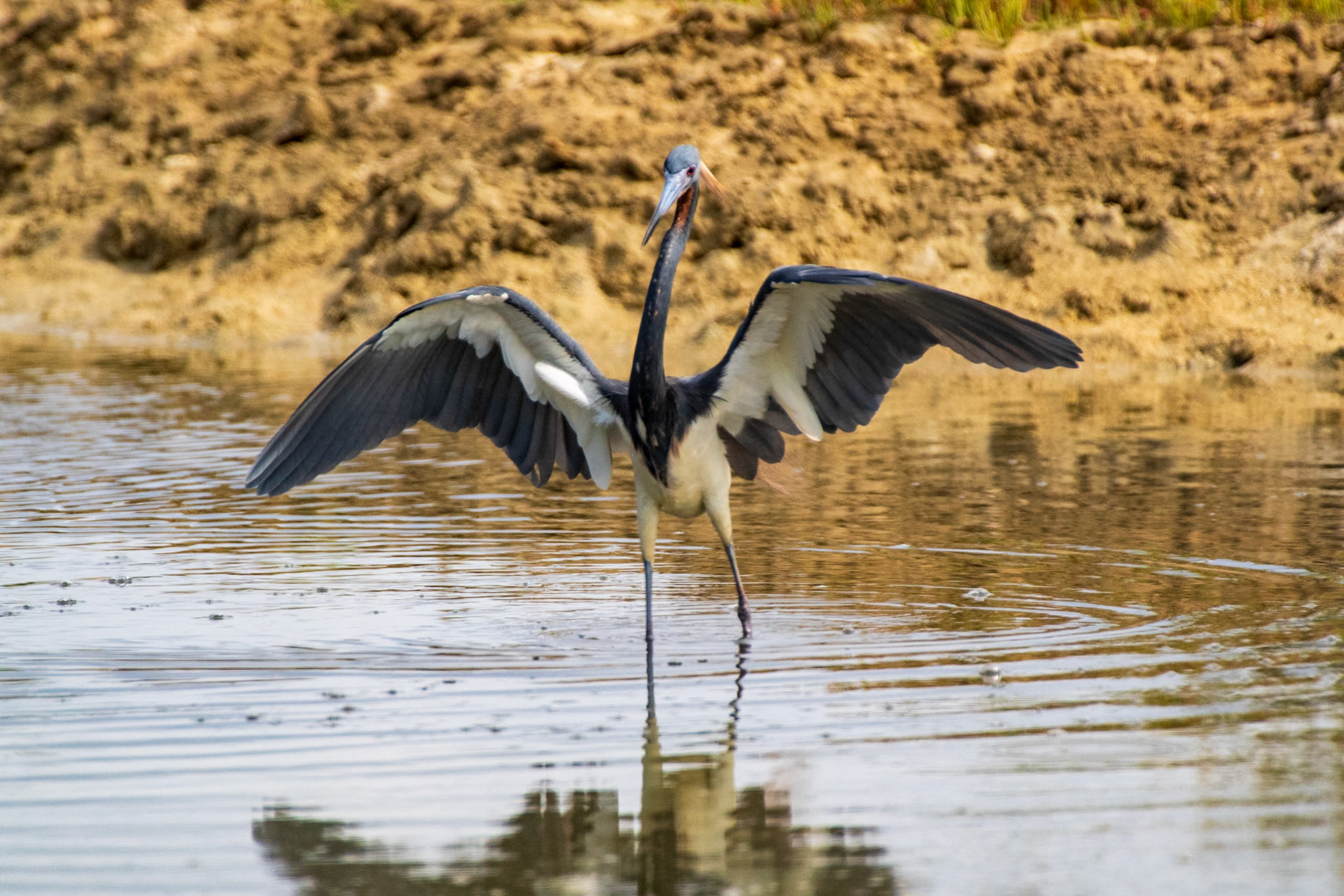 Bonaire