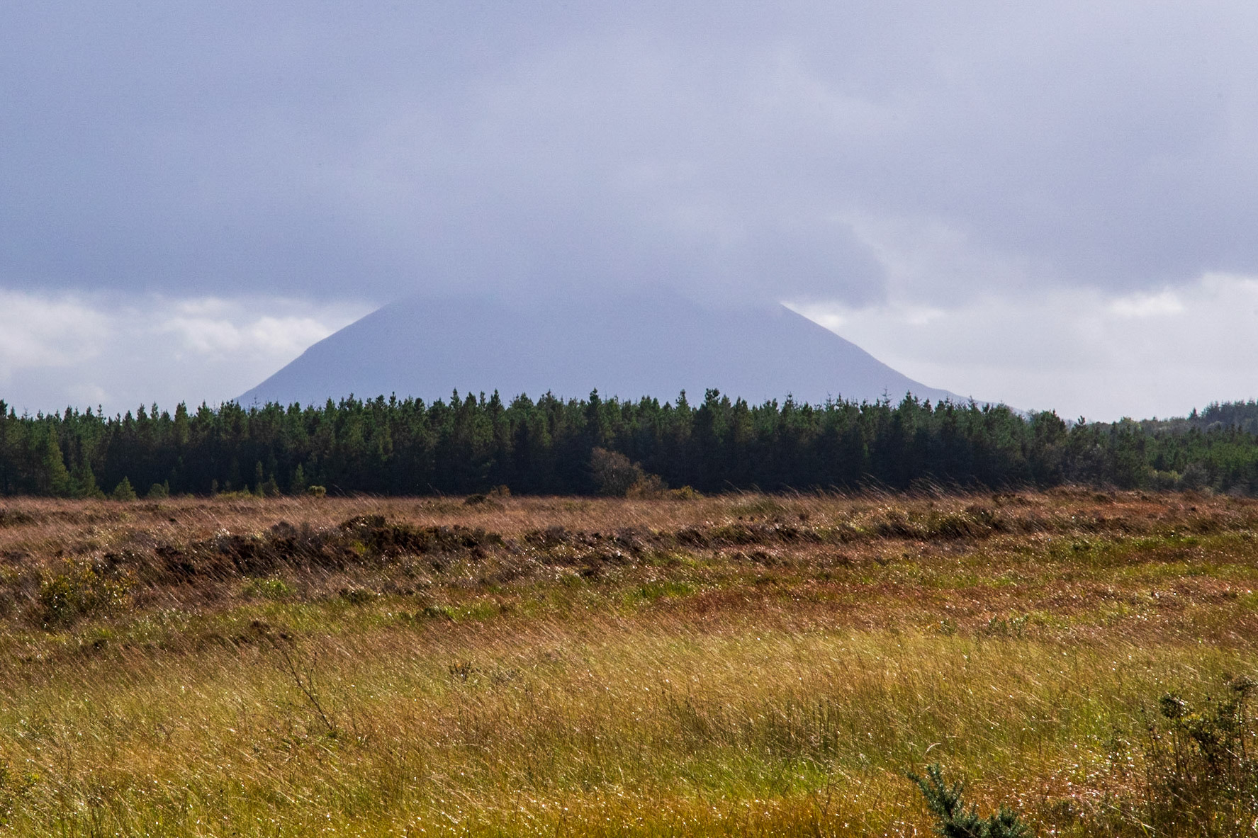 Nephin from Blanemore forrest
