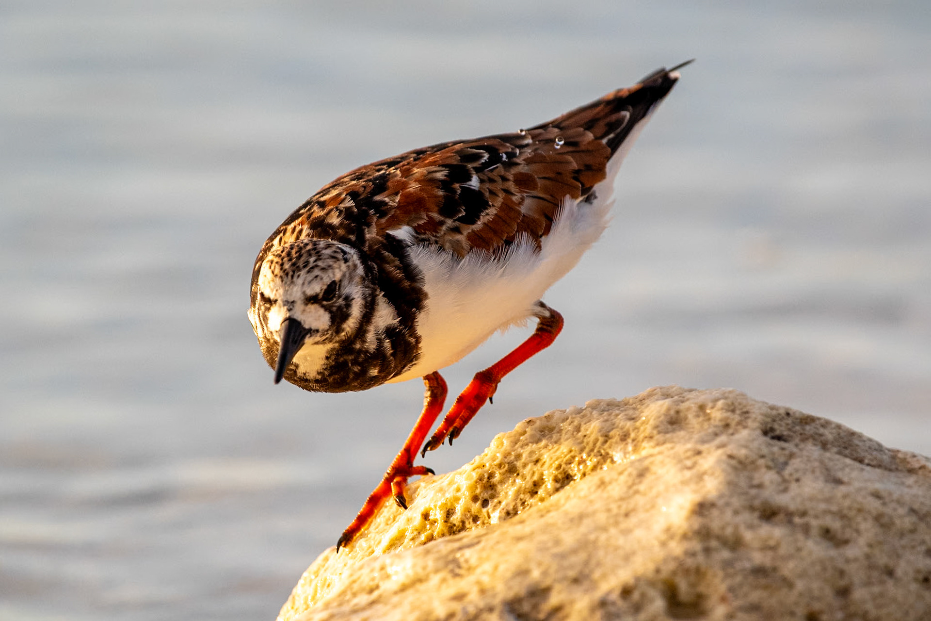 Bonaire
