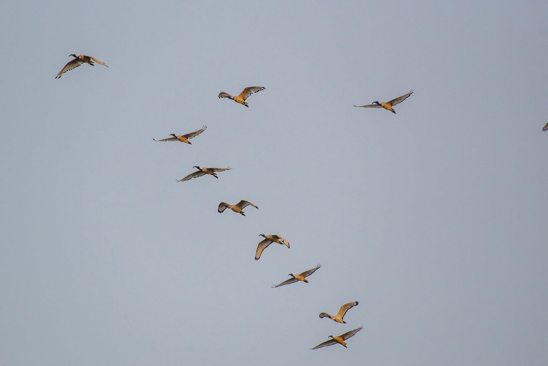 Egyptian ibis - Venice