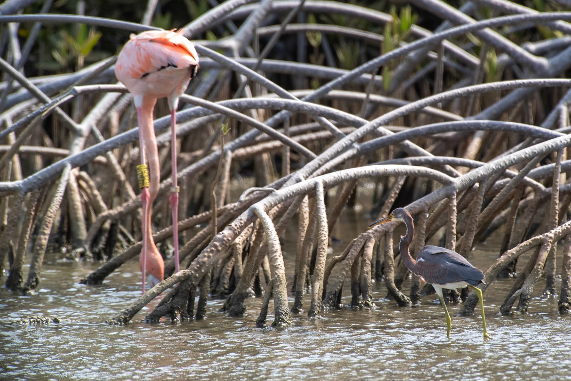 Bonaire