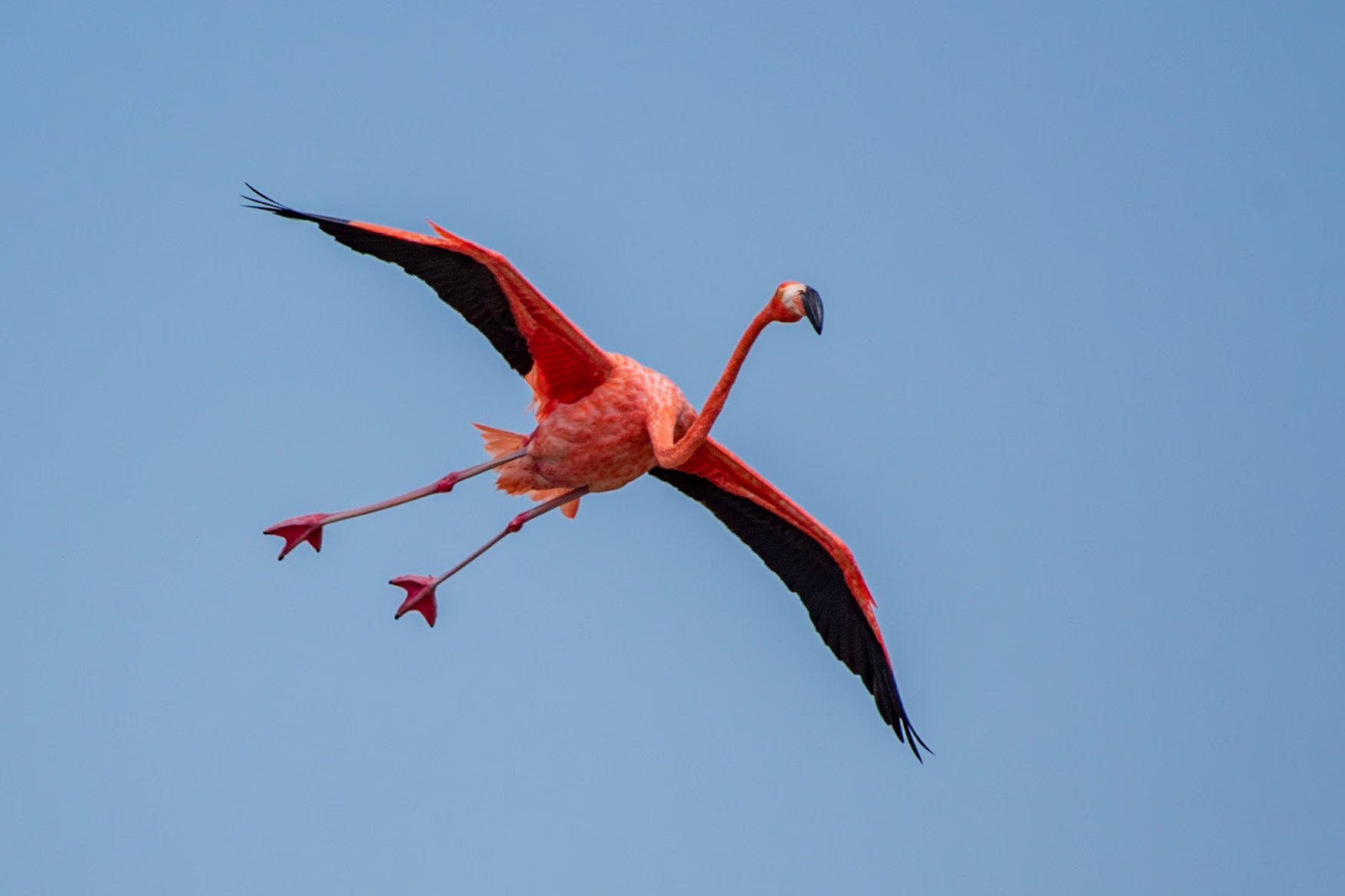 Bonaire