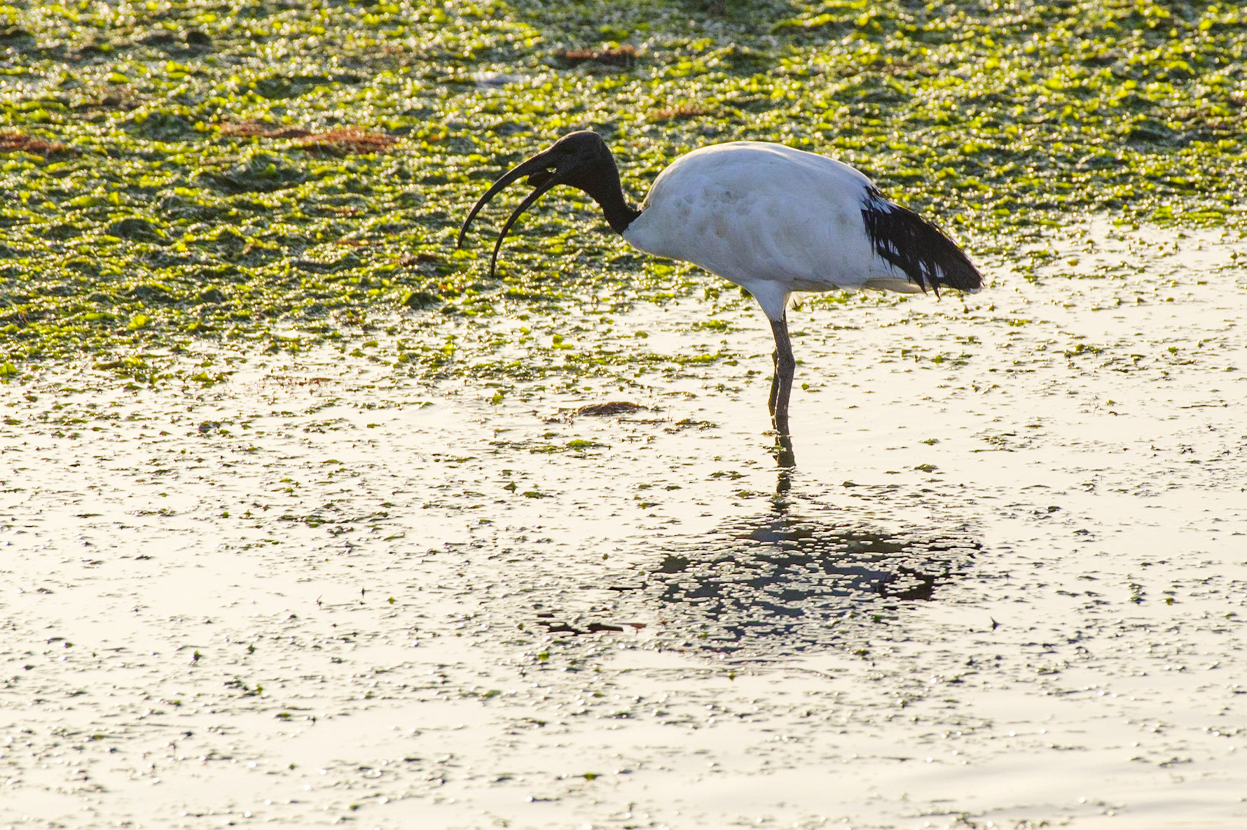 Egyptian ibis - Venice