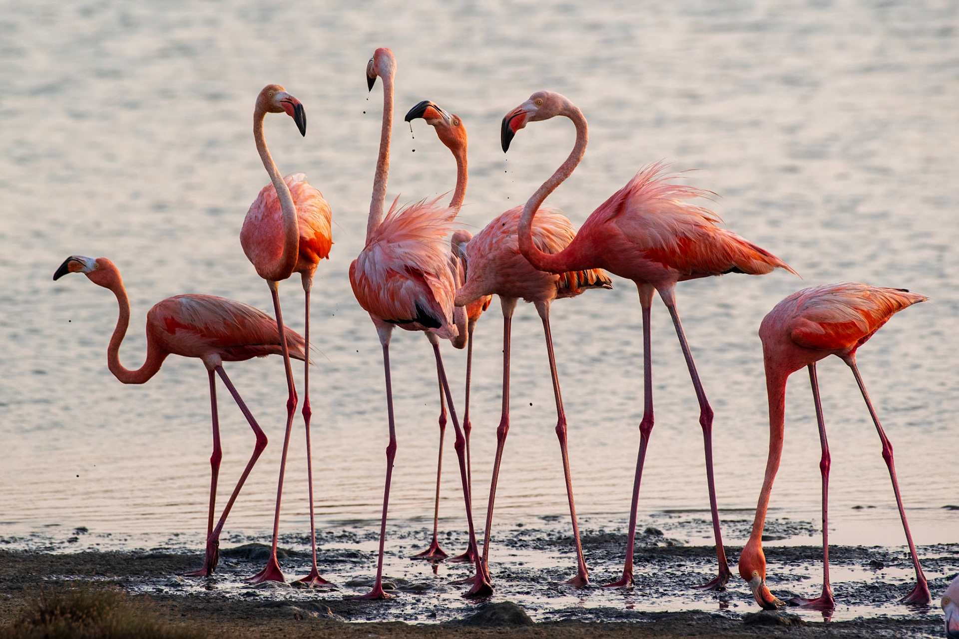 Bonaire