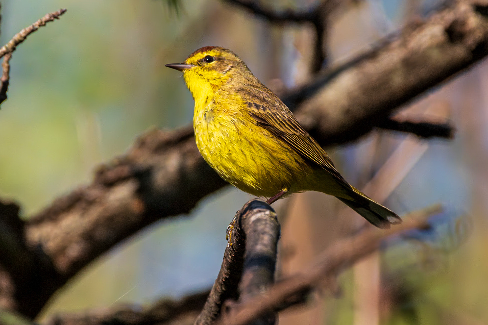 Heinz NWR Philadelphia