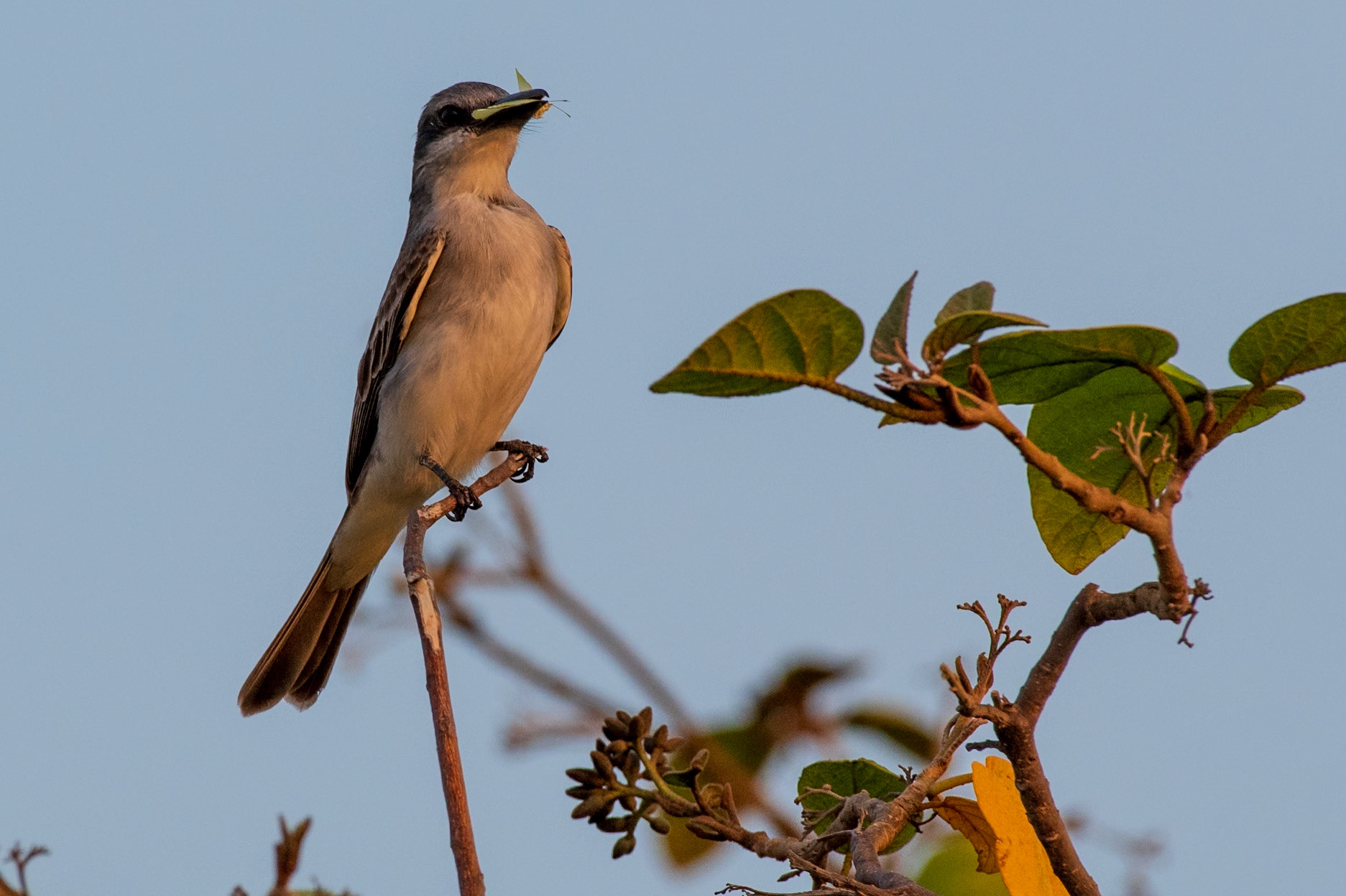 Bonaire