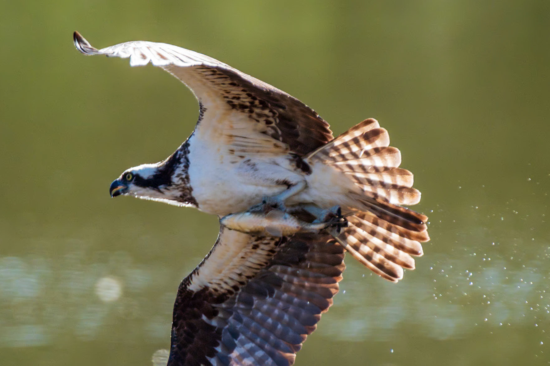 Heinz NWR Philadelphia