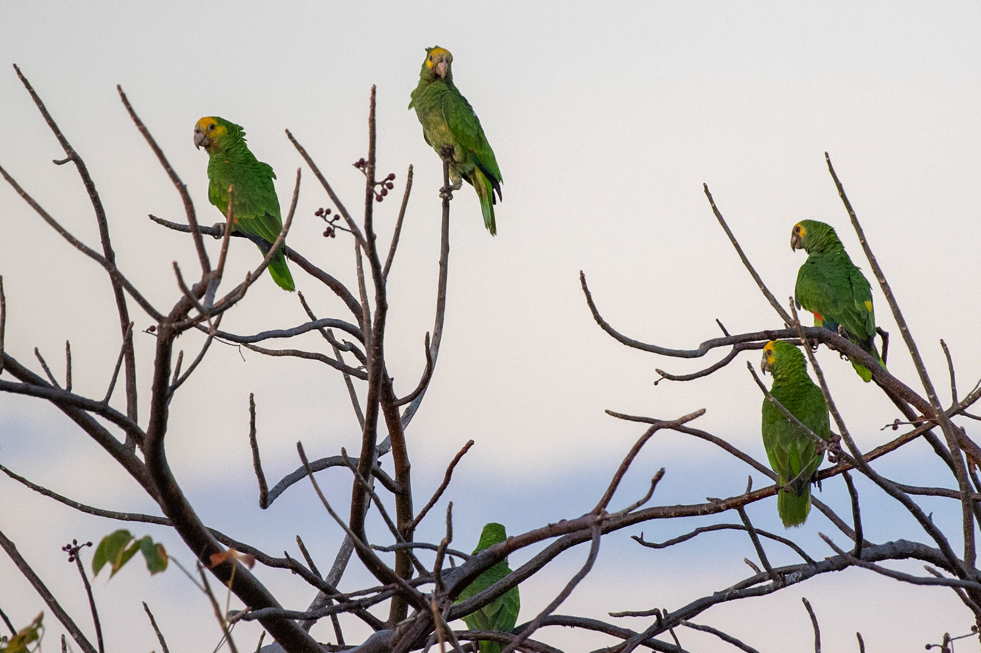 Bonaire