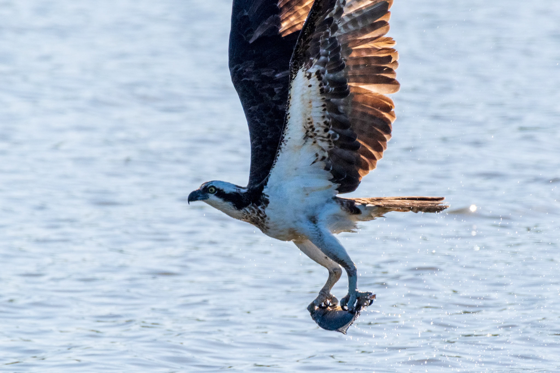 Heinz NWR Philadelphia