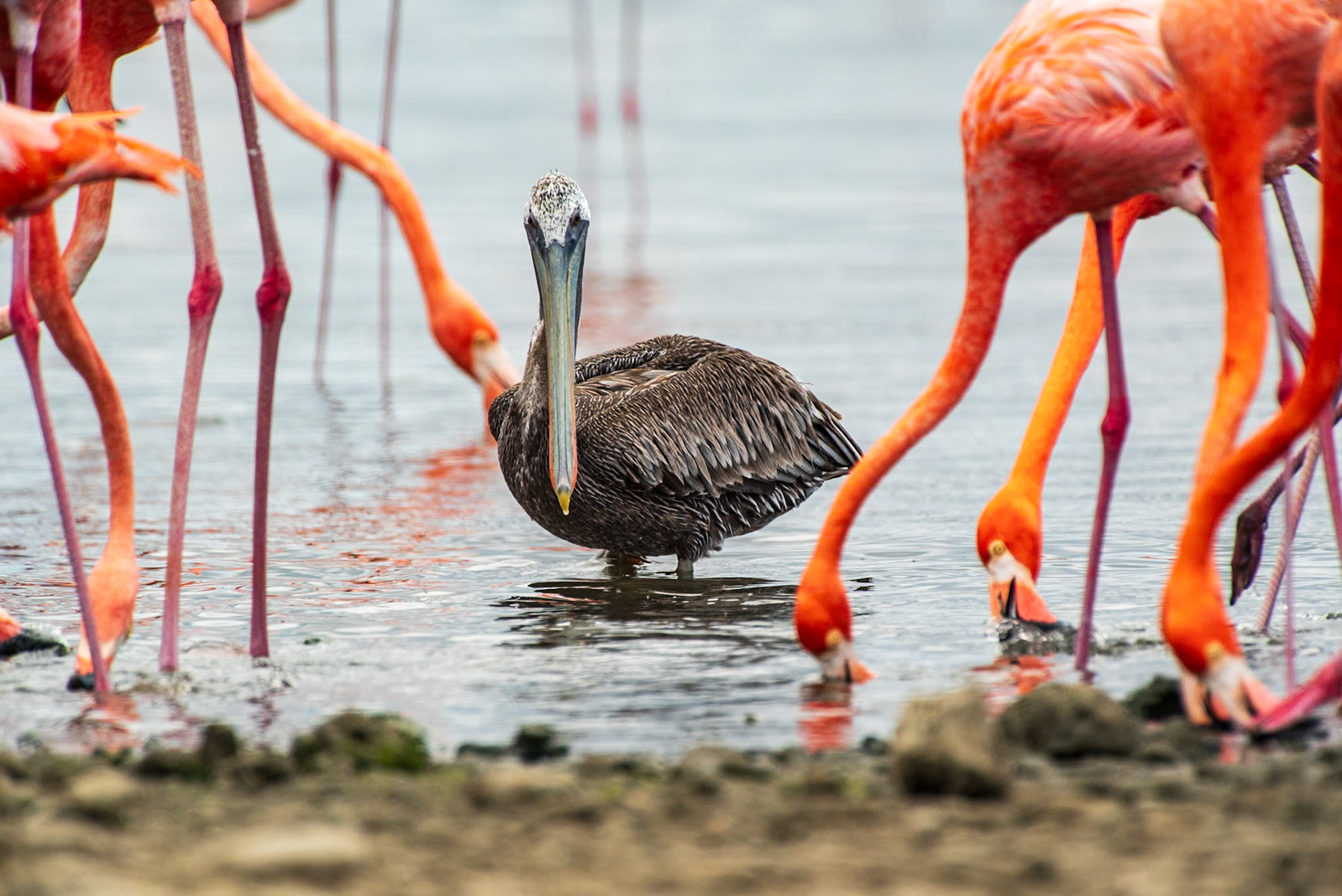 Bonaire