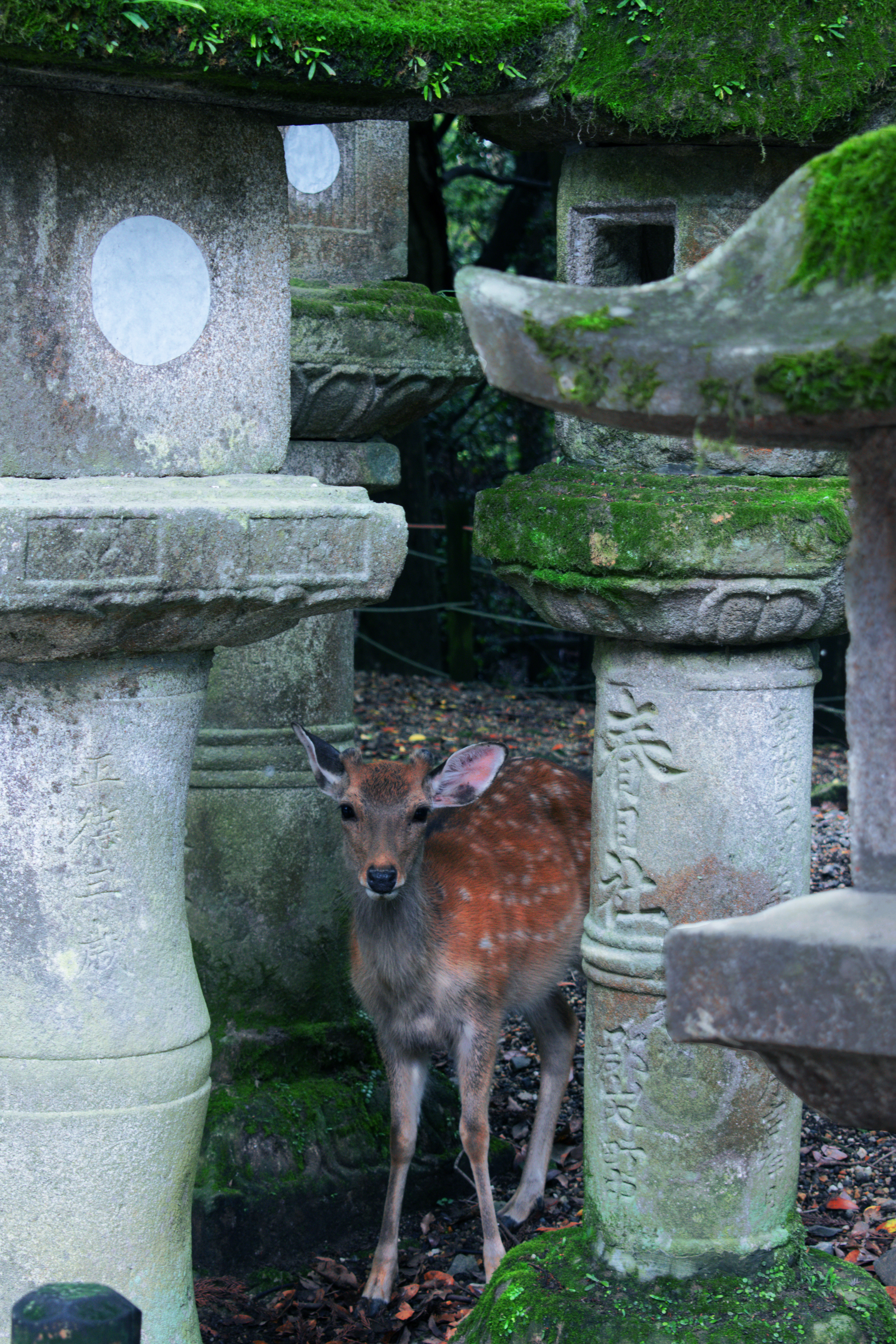 Shrine Deer - Nara