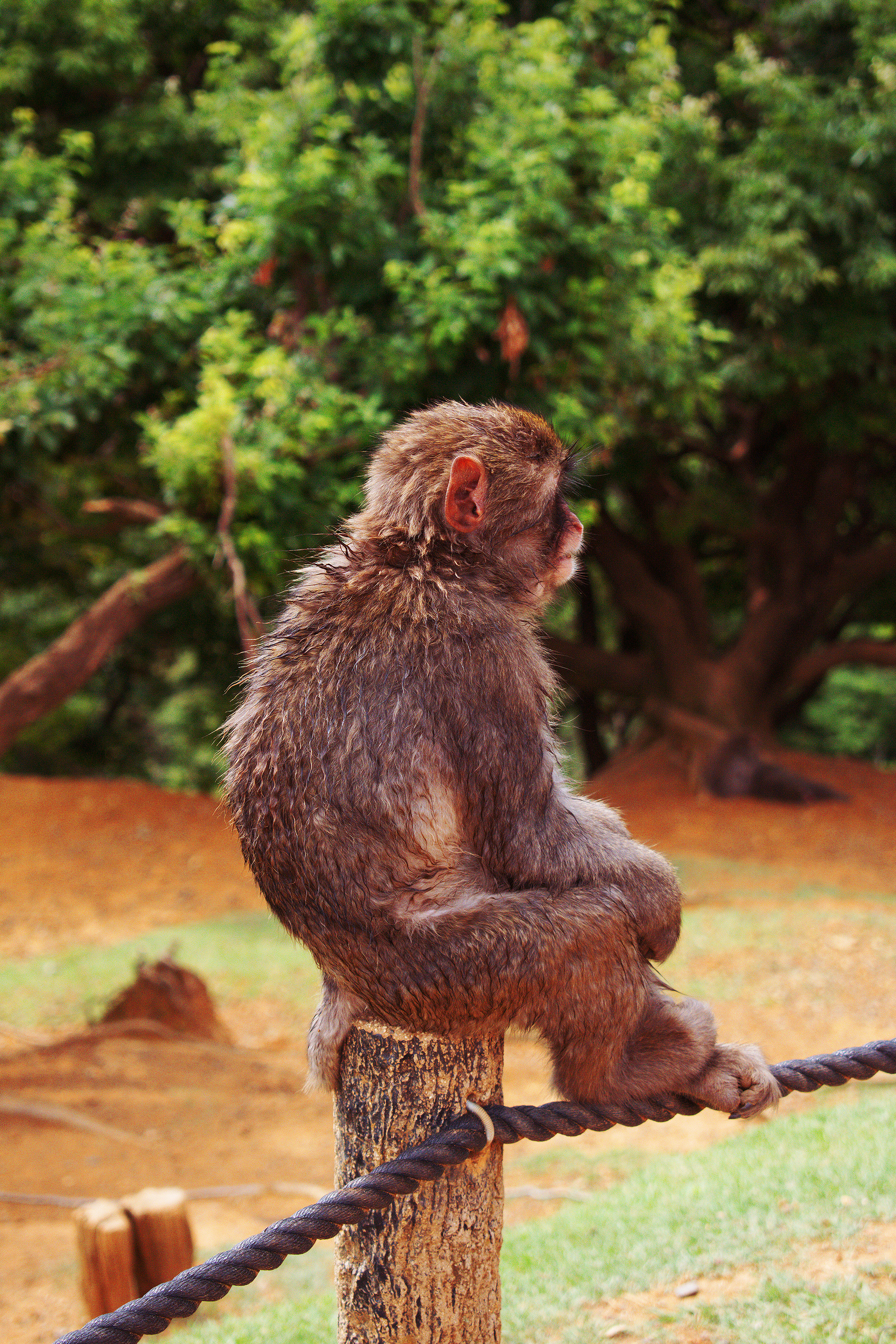 Just Chillin' - Arashiyama