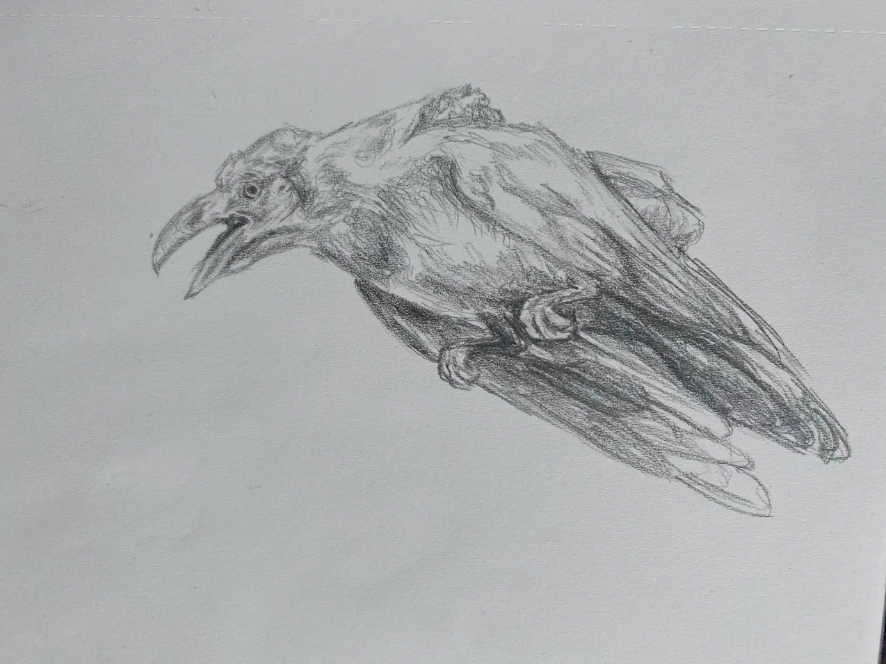 Bird Study