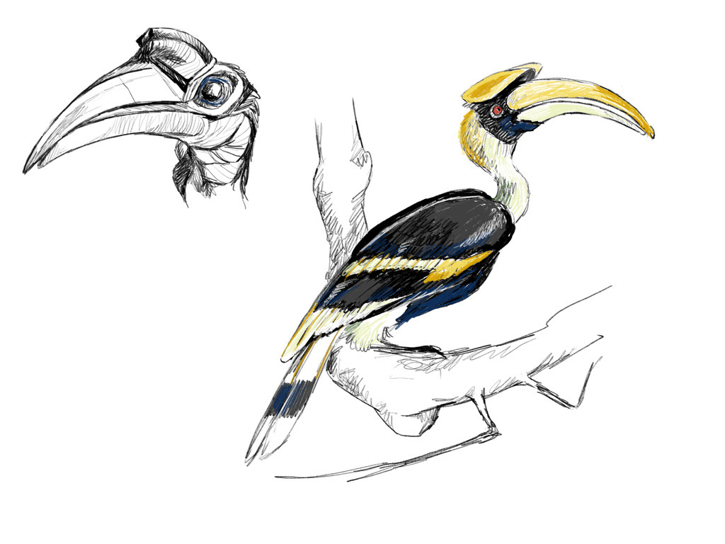 Bird Study