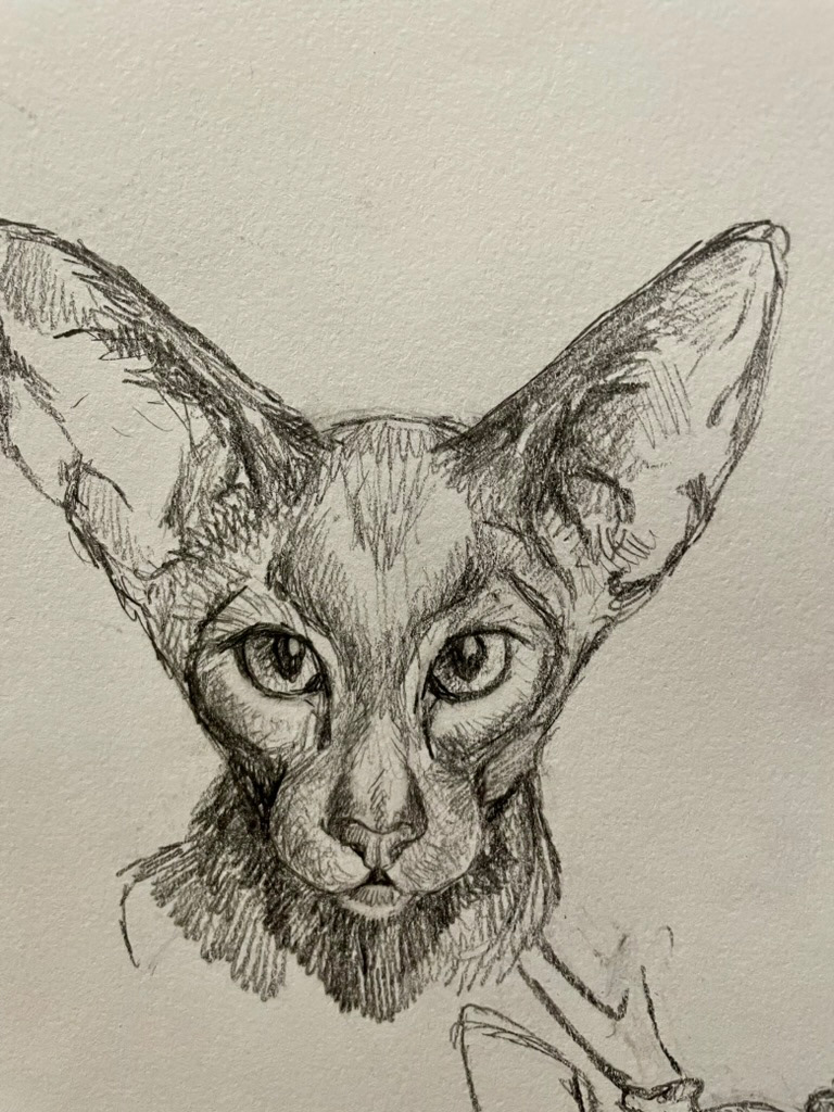 Cat Study