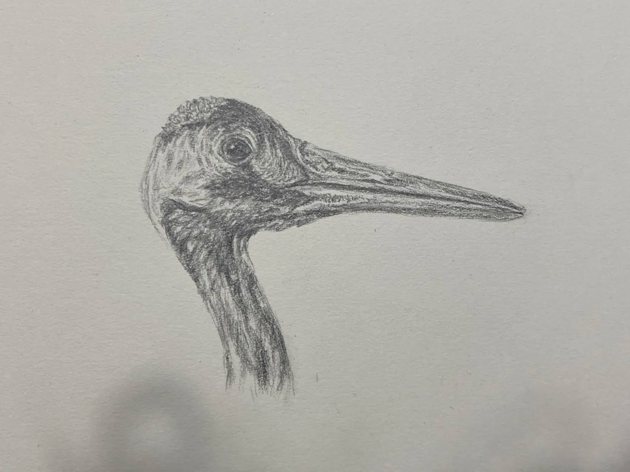 Bird Study