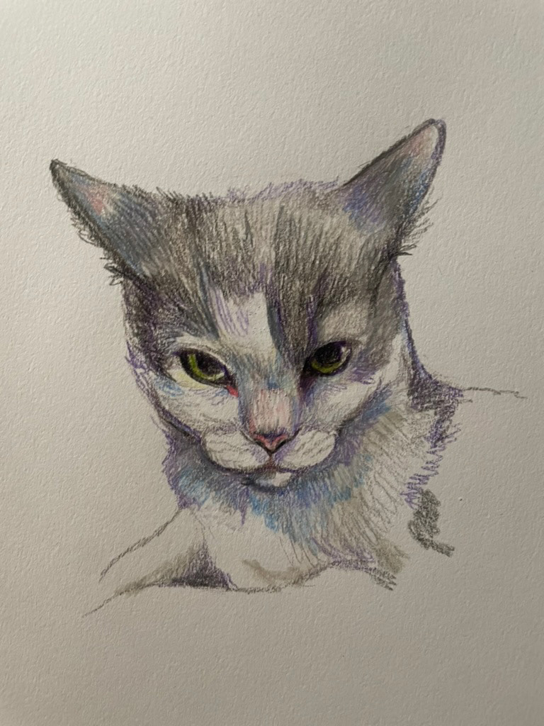 Cat Study
