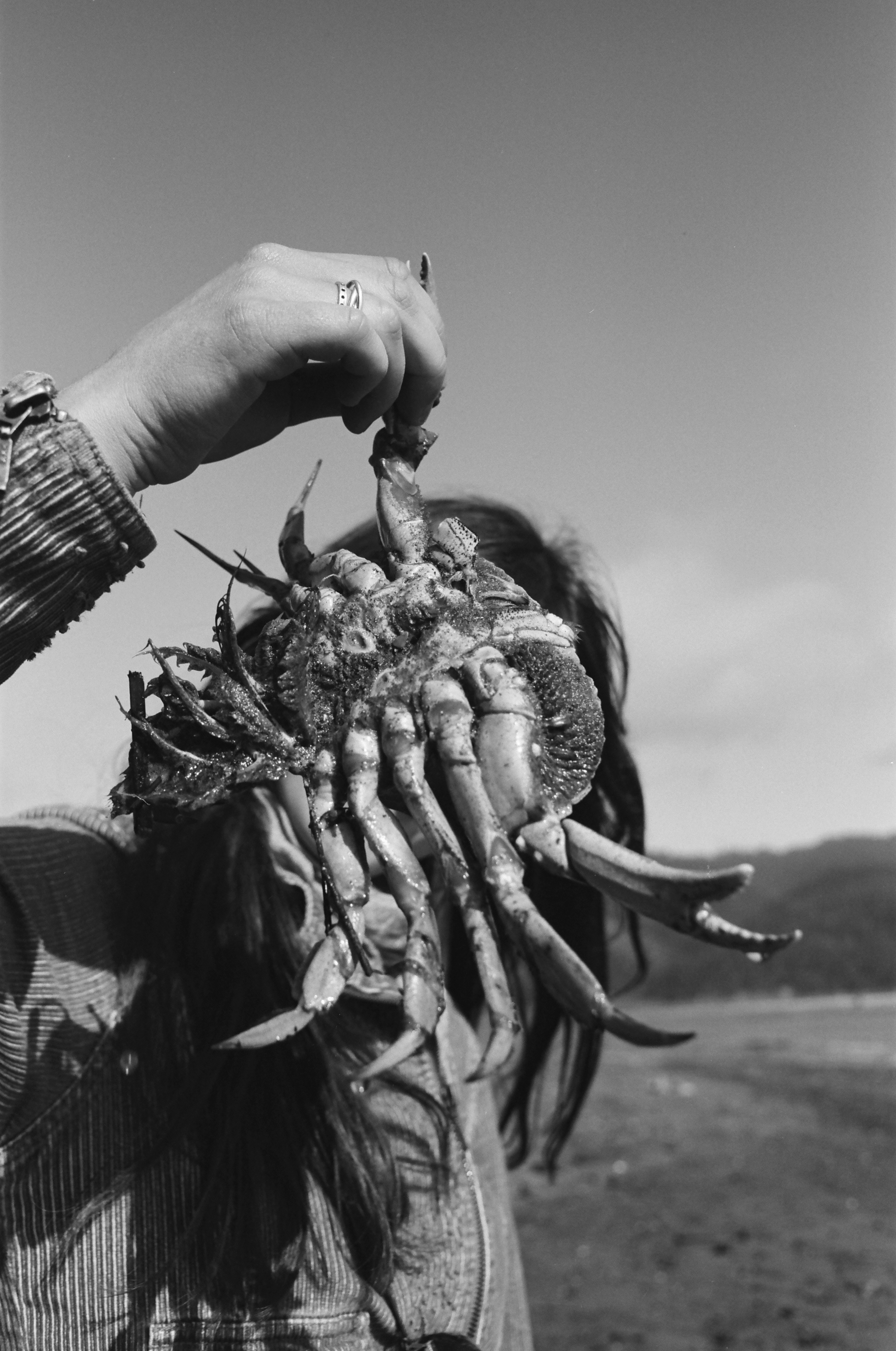 crabby at the seaside 2026