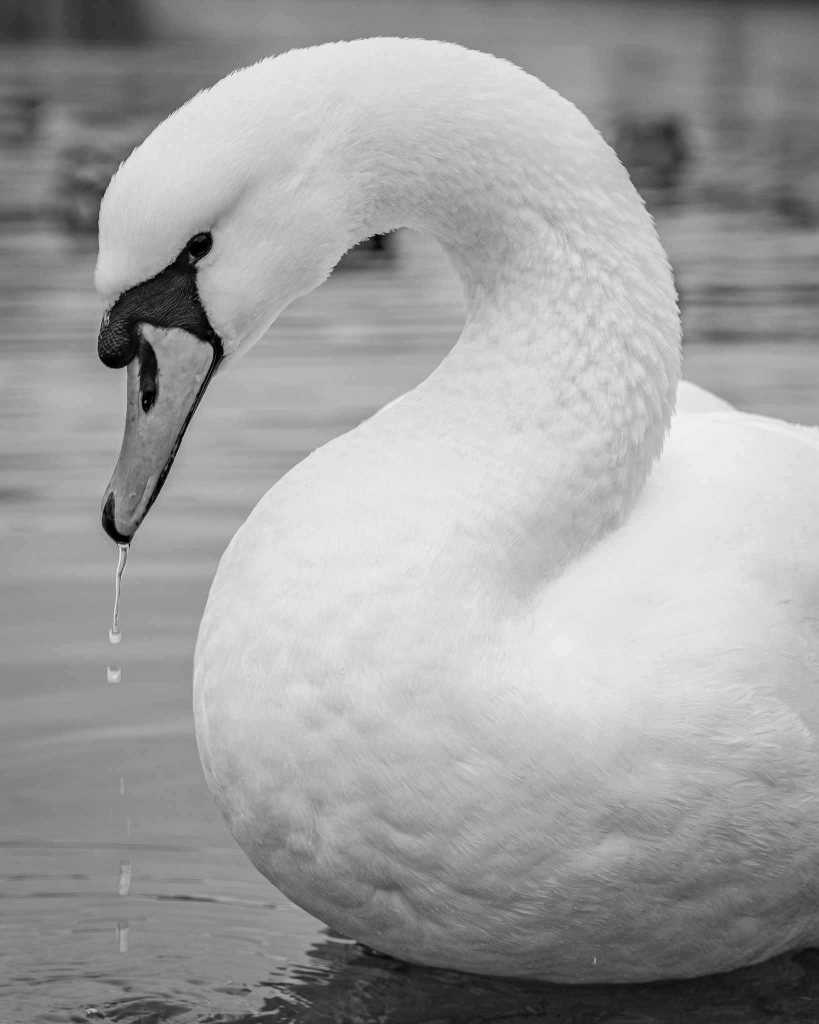 Swan - Norway in Winter. 