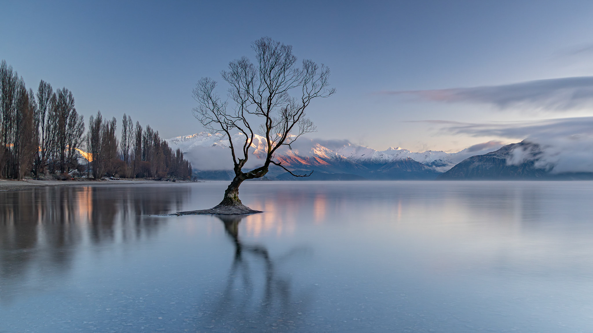 Wanaka Tree - Winter Morning - Sth Island, New Zealand