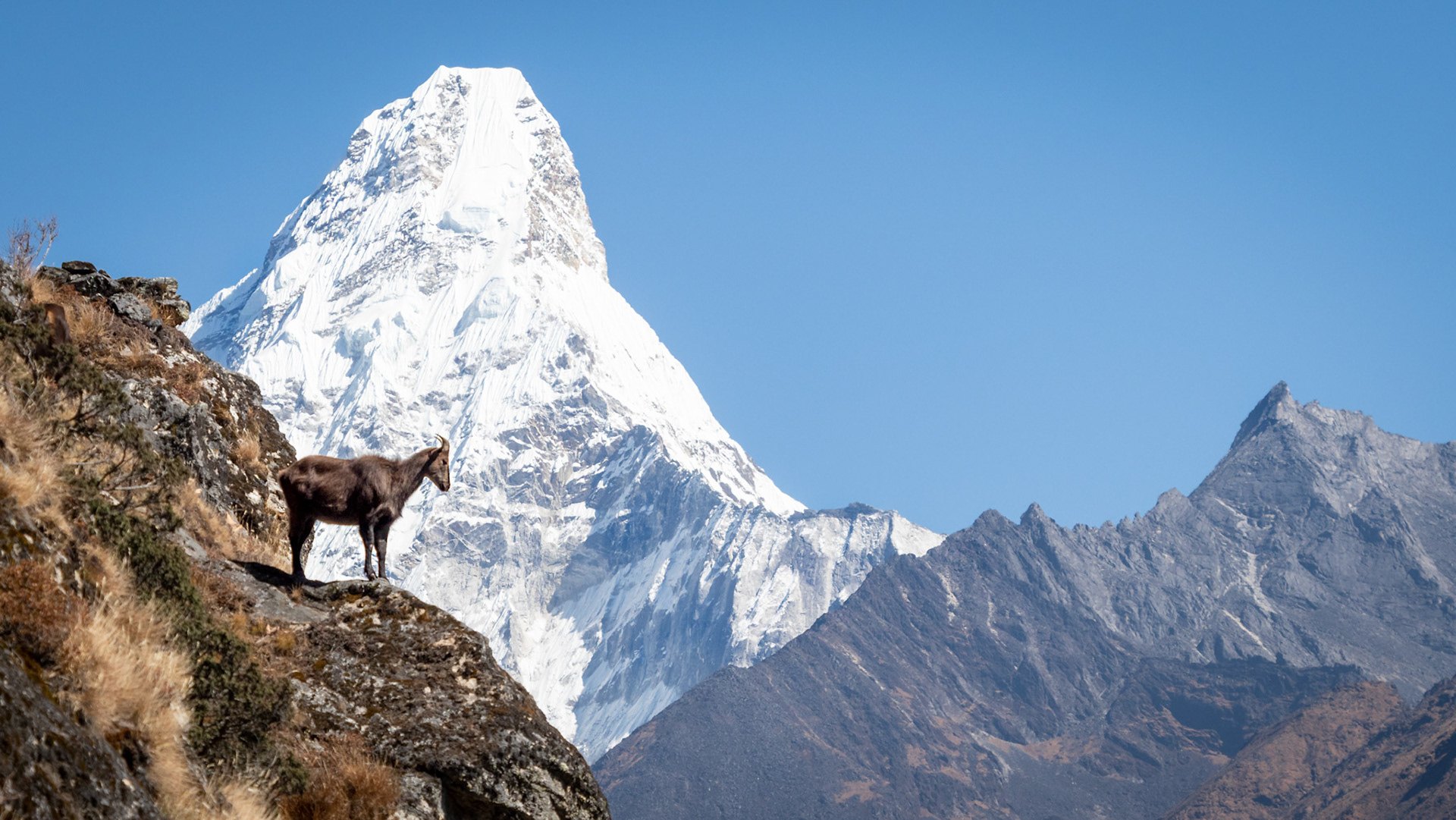Himalyan Tahr - Nepal