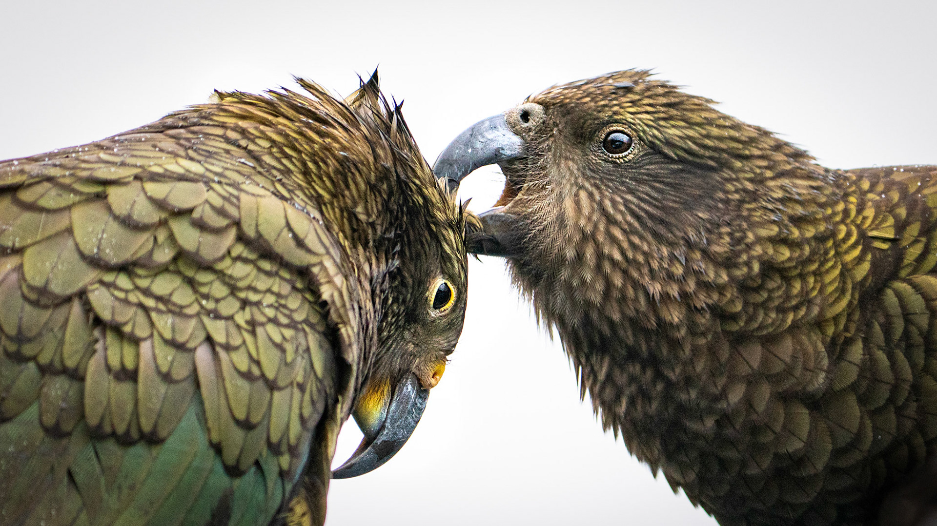 Kia Birds - South Island, New Zealand.