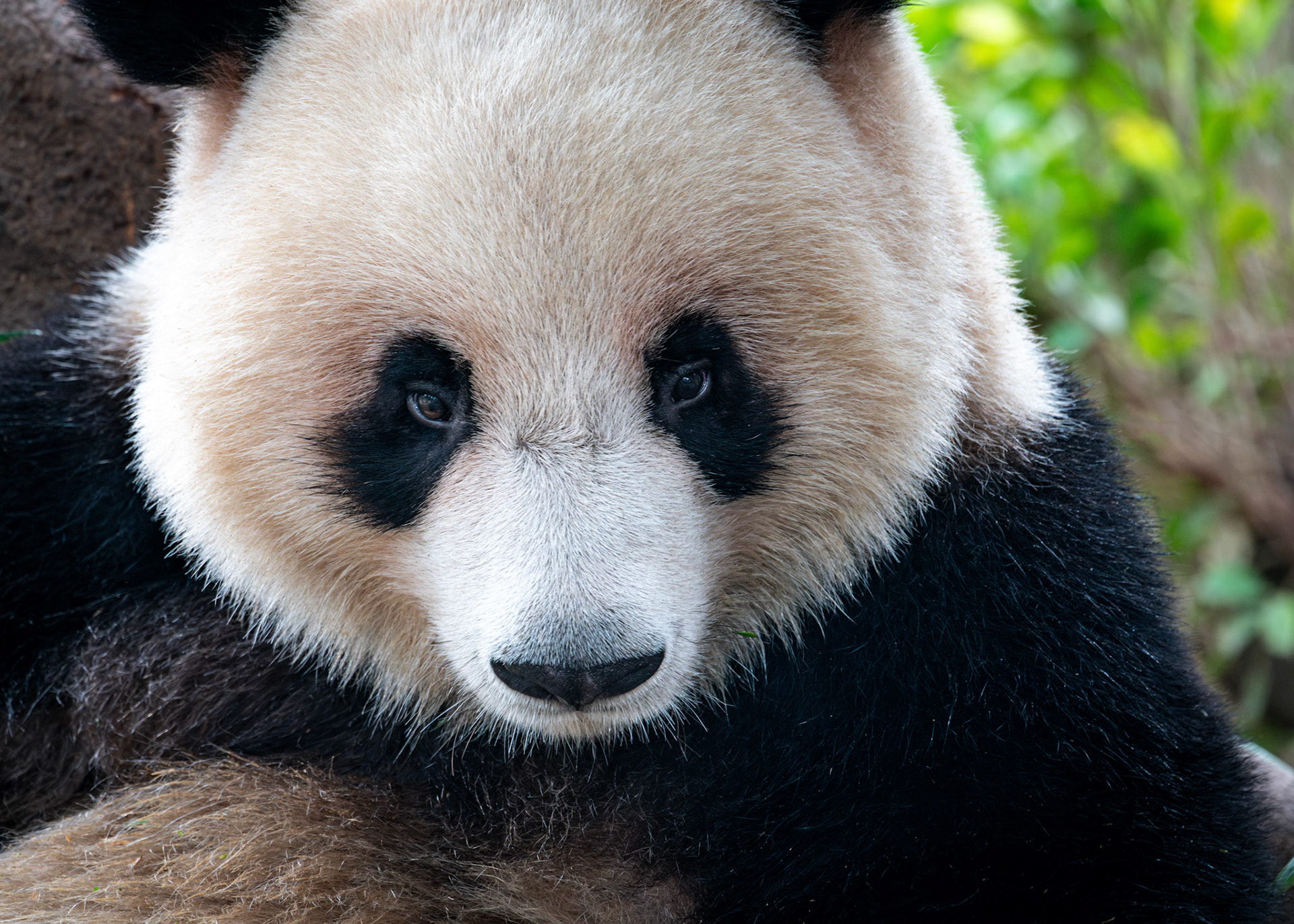 Panda - Chengdu China