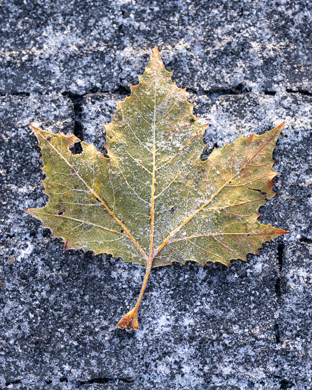 Leaf - Turkiye - Winter