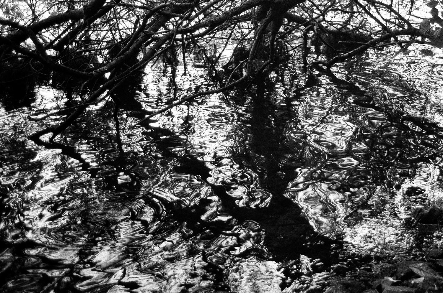 pentax k 1000 fomapan 200