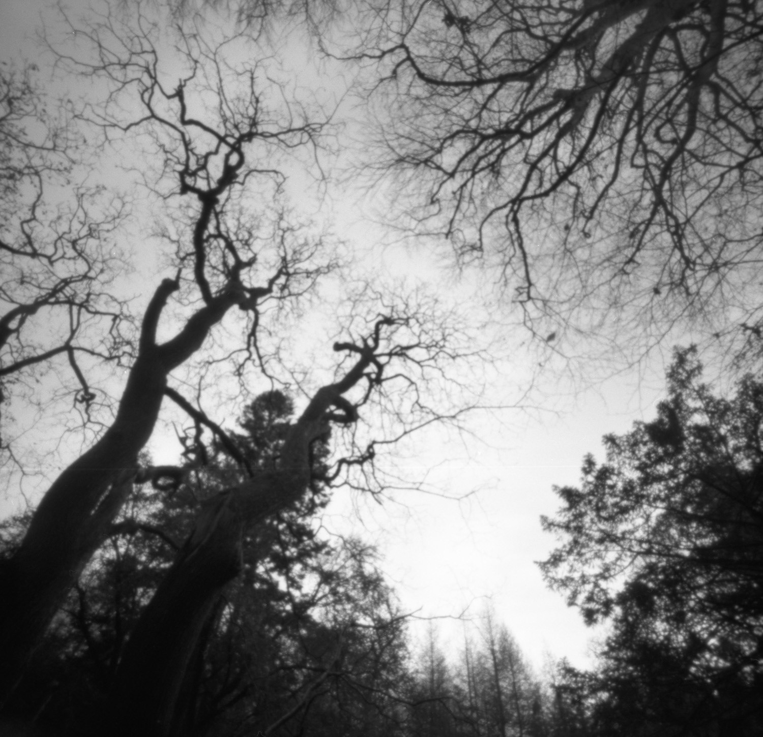 pinhole zero 2000 medium format