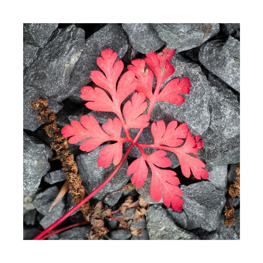 Aug - Summers Nature