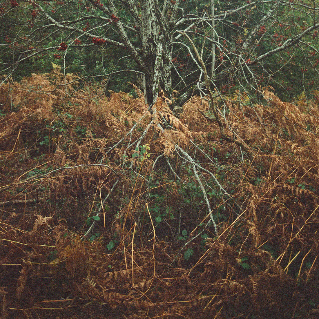pentax k 1000 kodak gold expired