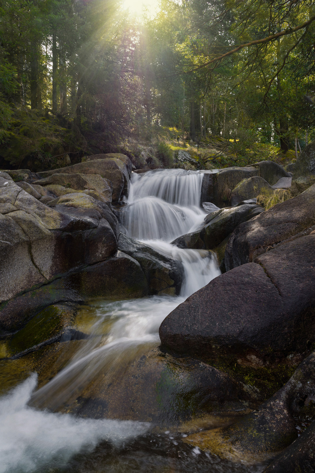 Donard Forest