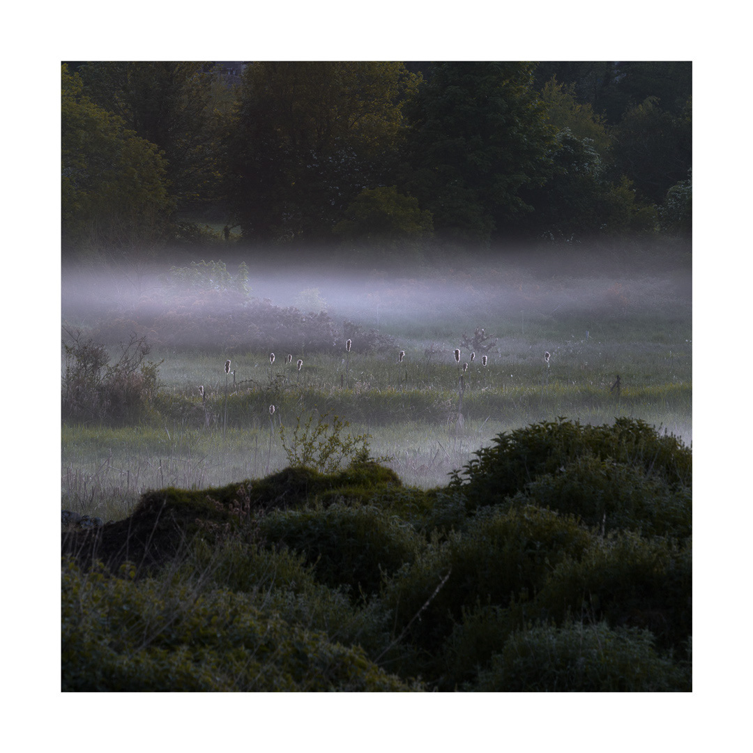 May - Vapour Weeds
