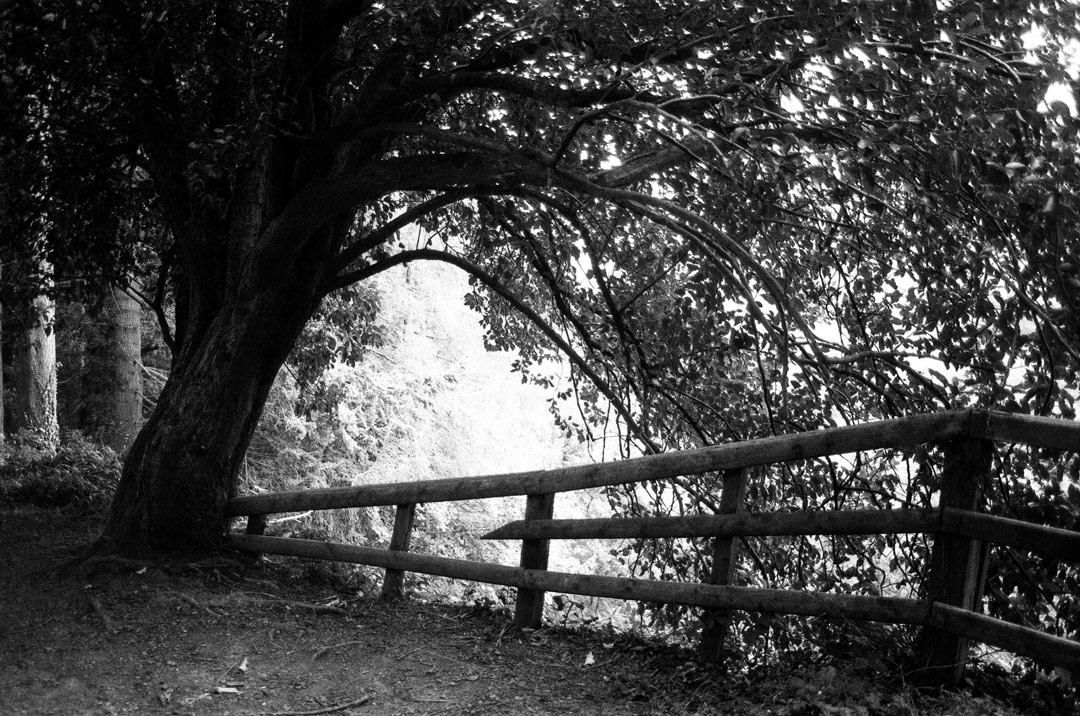 pentax k 1000
