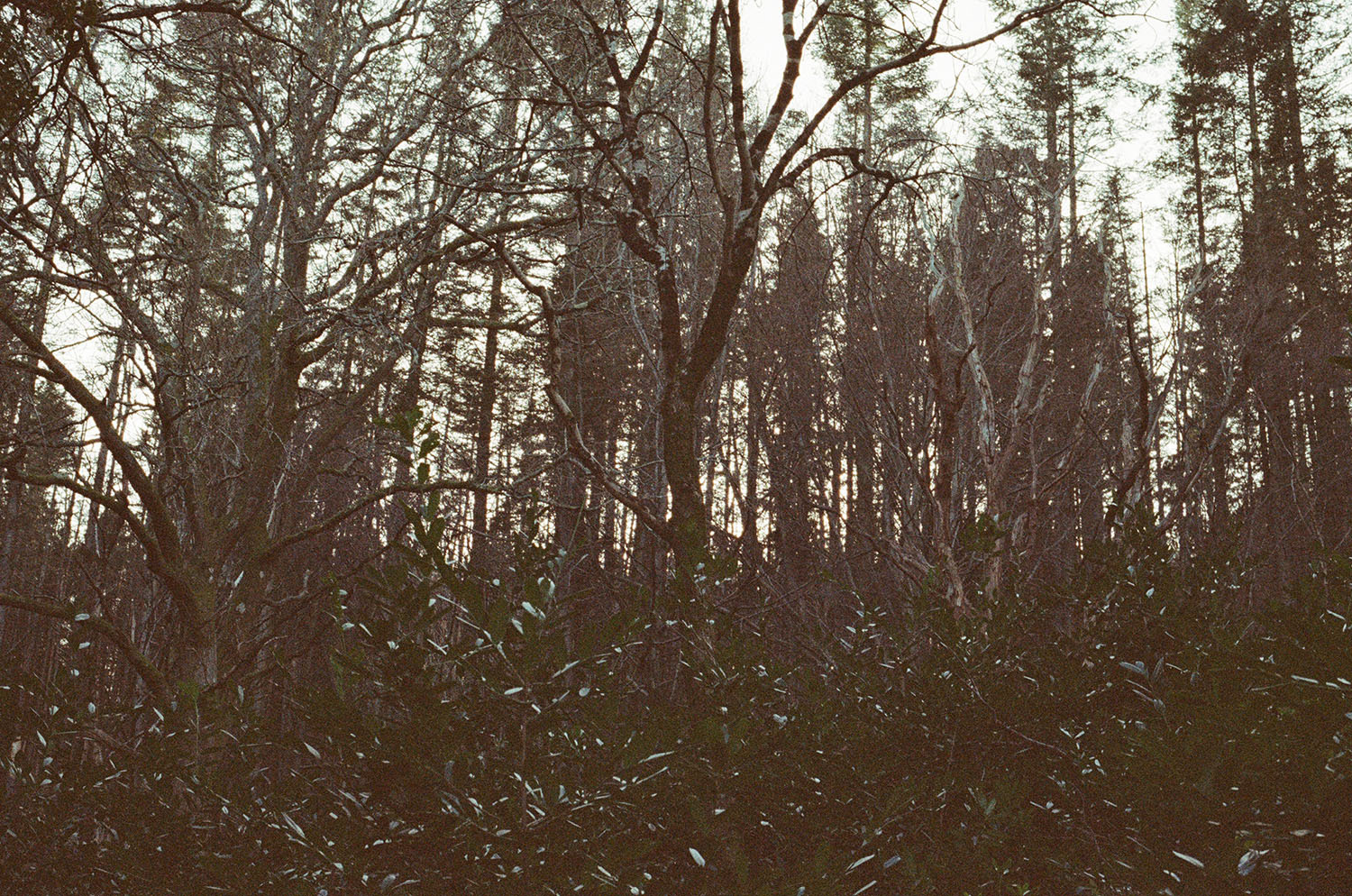 canon 300v kodak colorplus expired