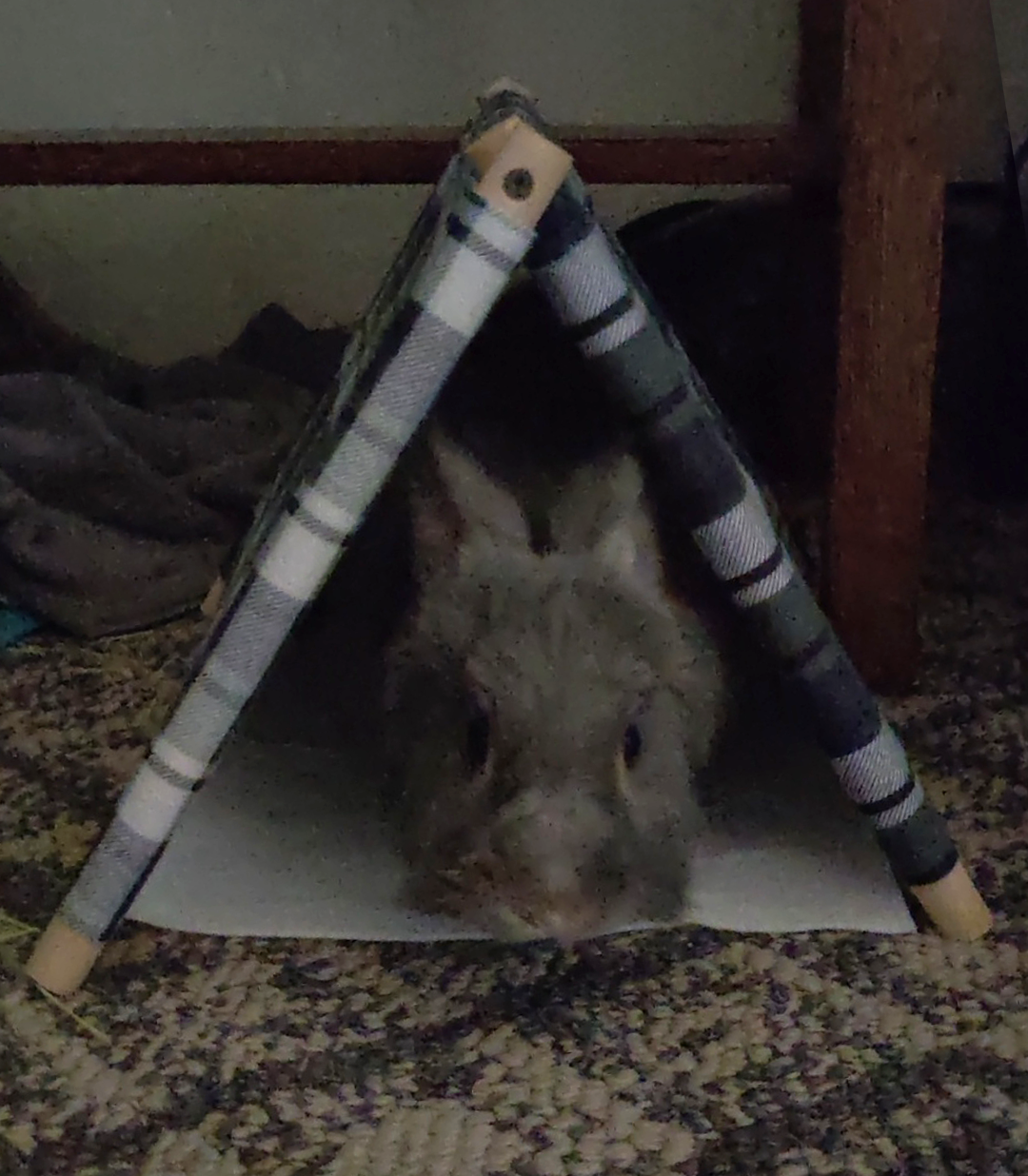 Bunny Tent, 2025