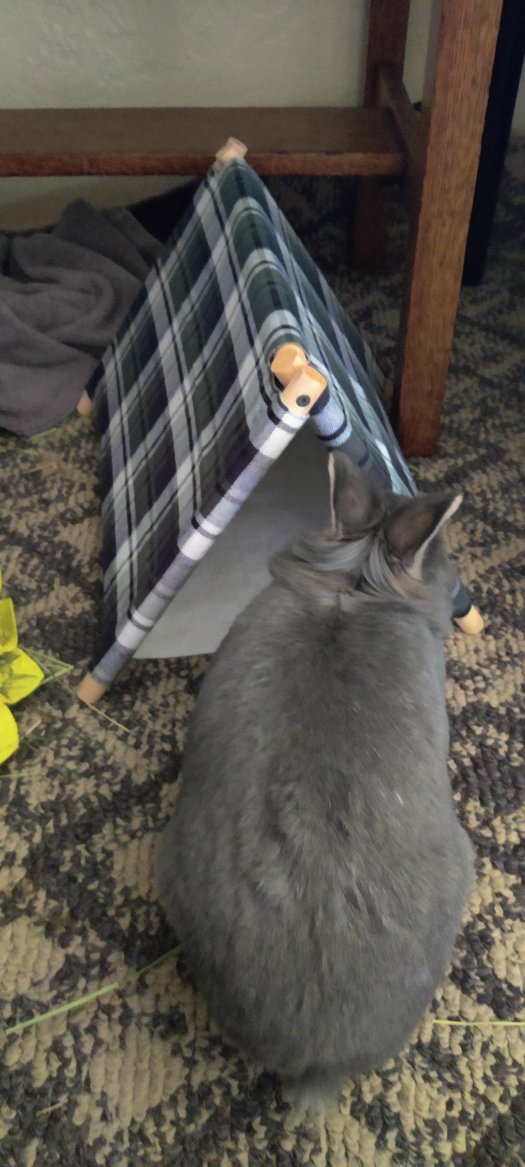 Bunny Tent, 2025