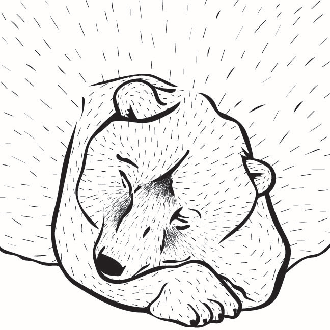 Fifty Bears #3, 2016