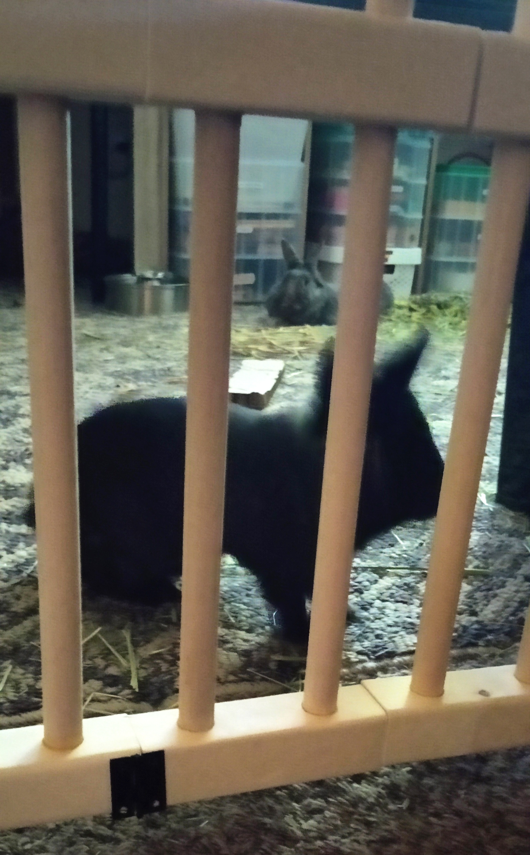 Accordion Pet Gate, 2025