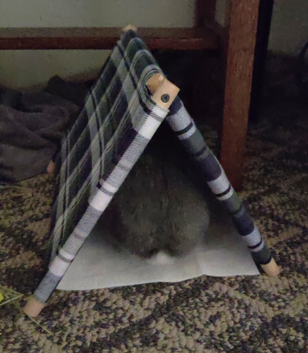 Bunny Tent, 2025