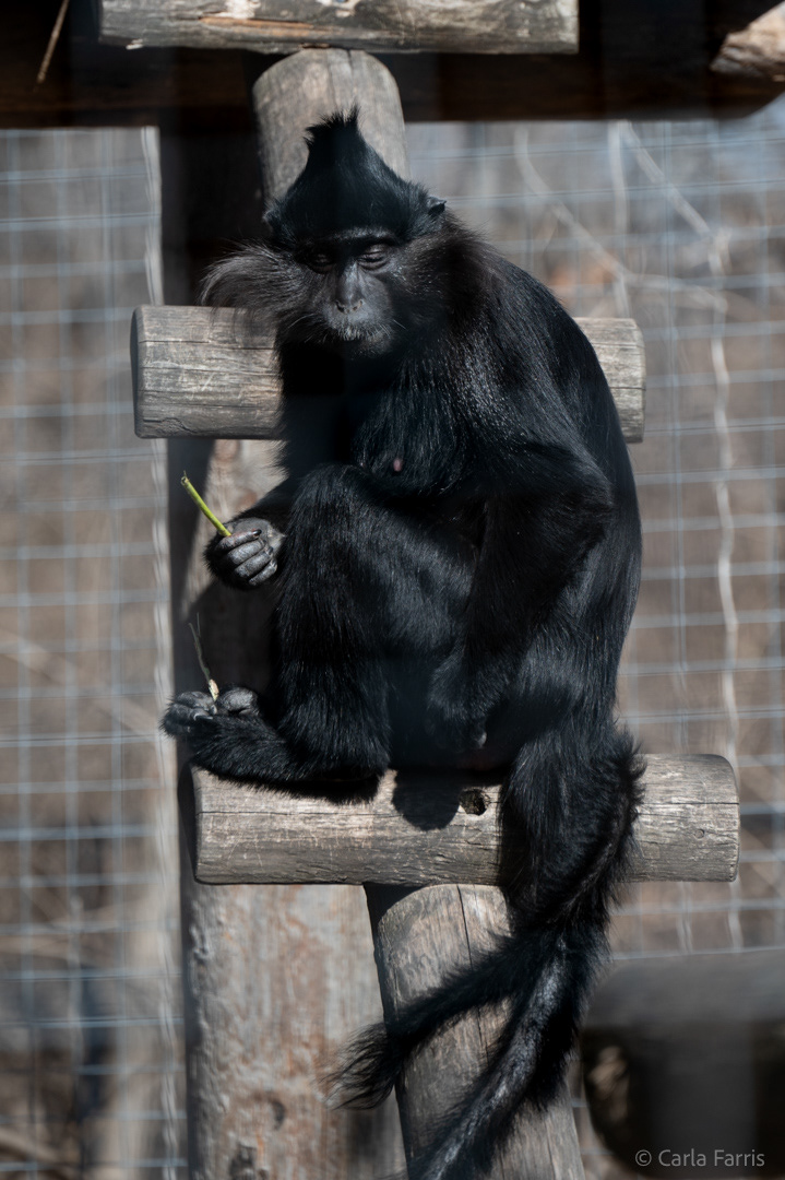 Black Mangabey