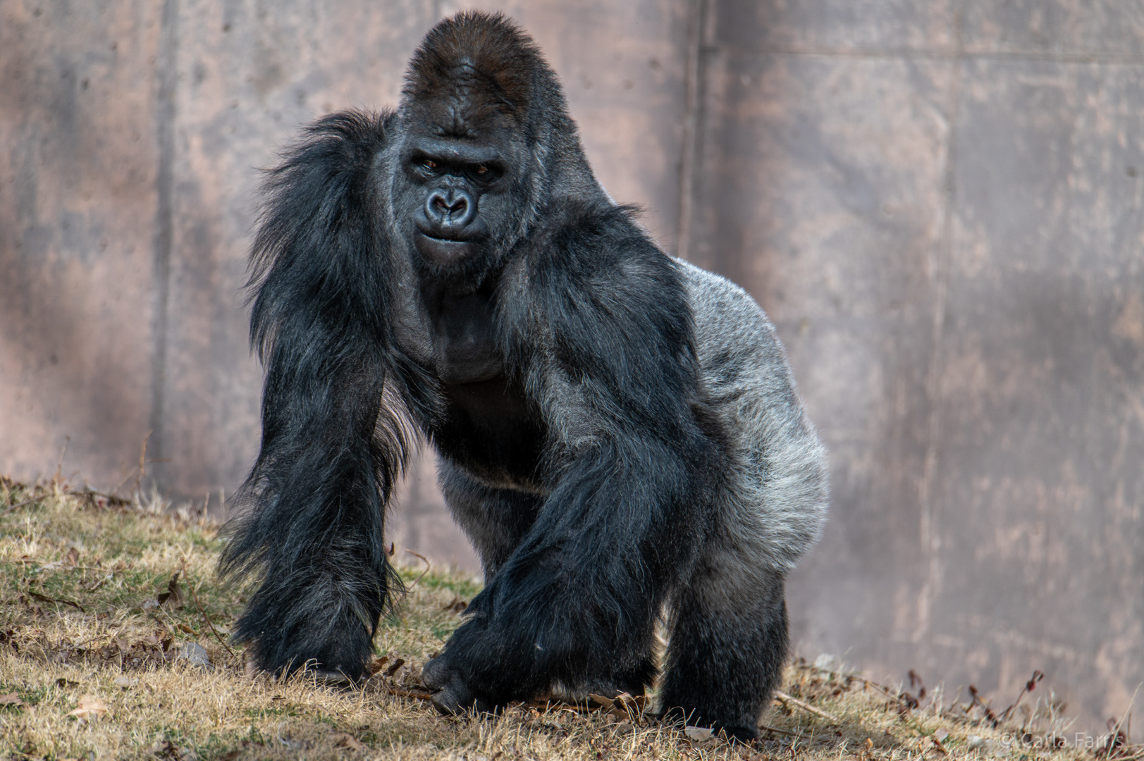 Silverback Gorilla