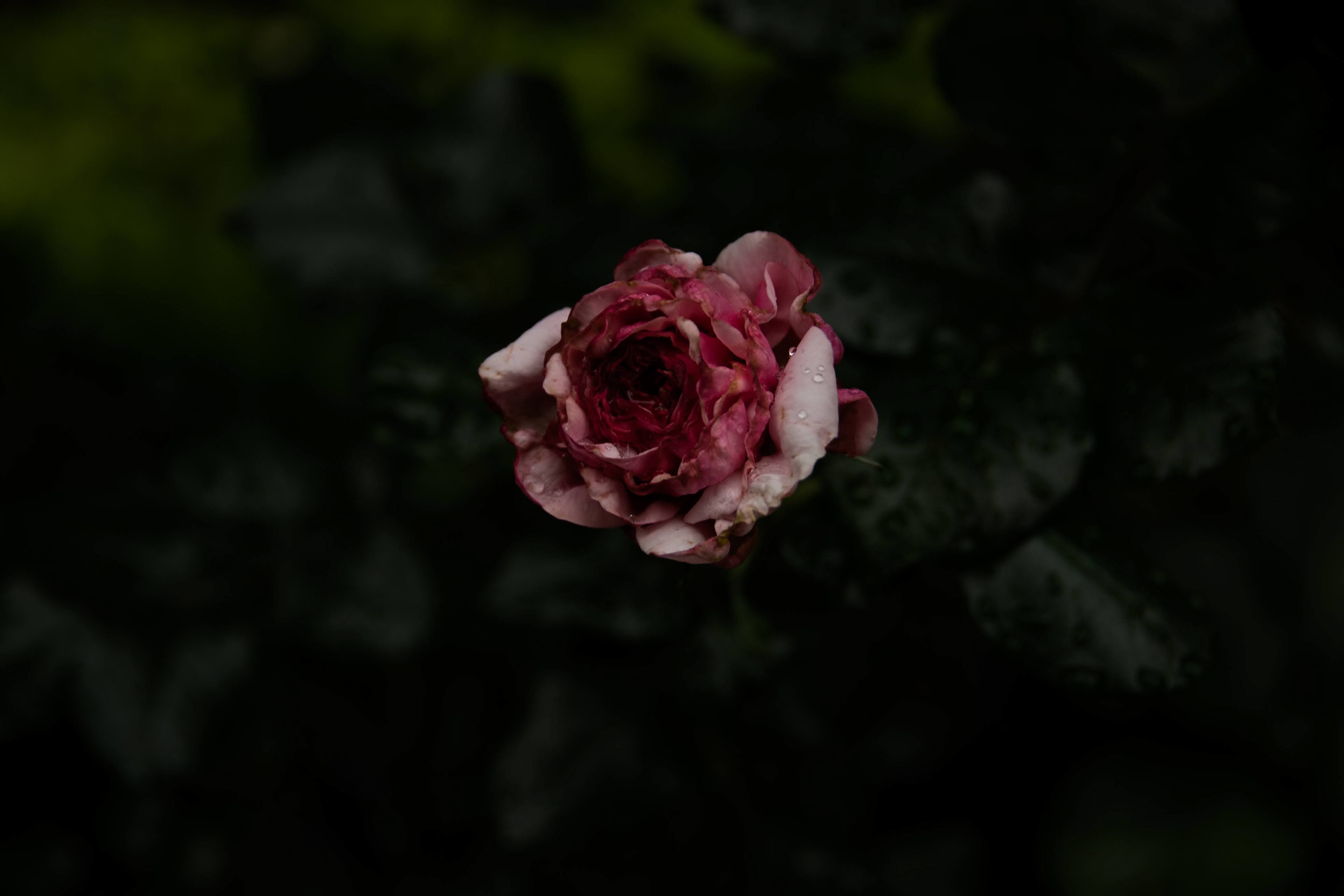 Rosa callejera