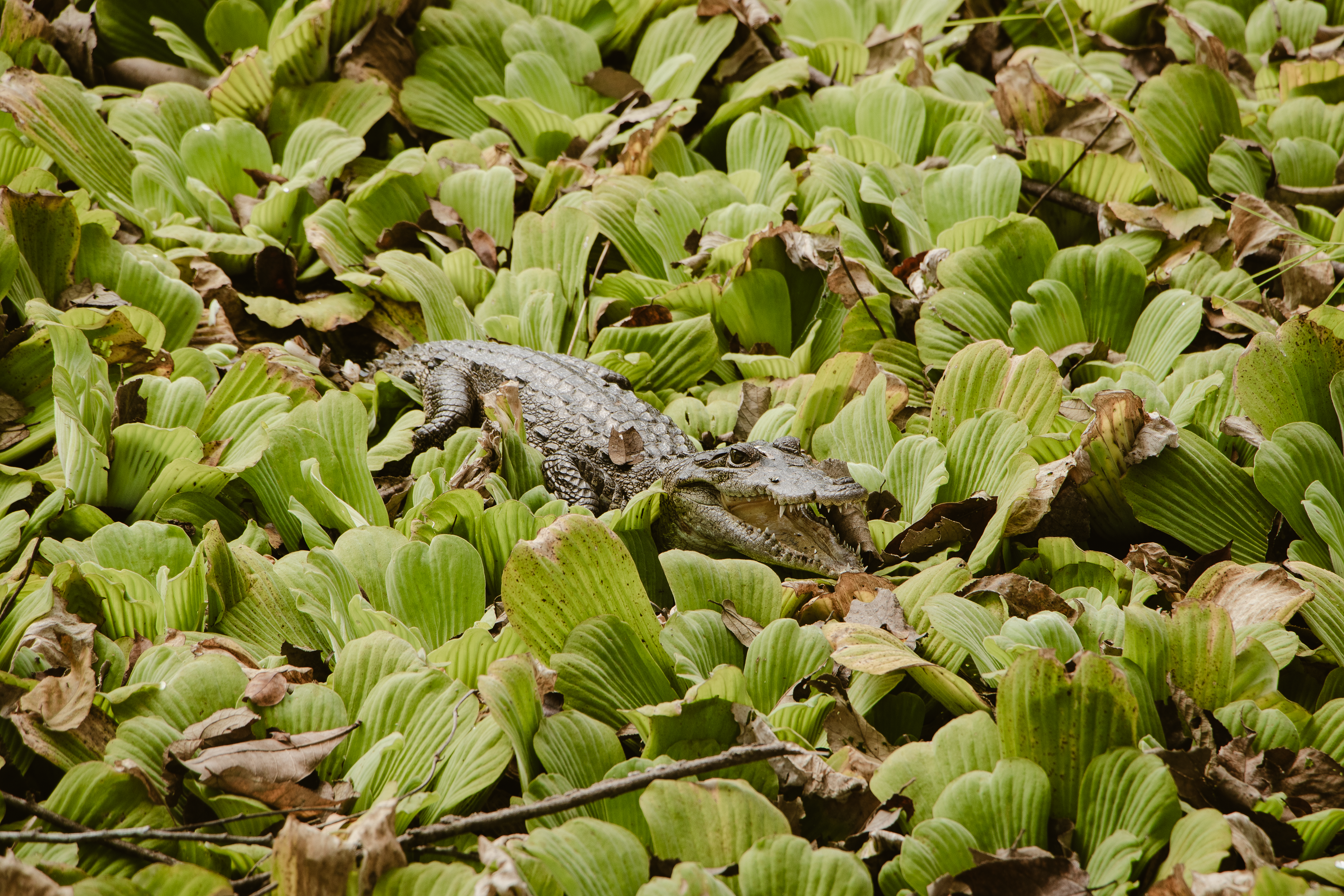 Cocodrilo bebé - Parque Nacional Tikal