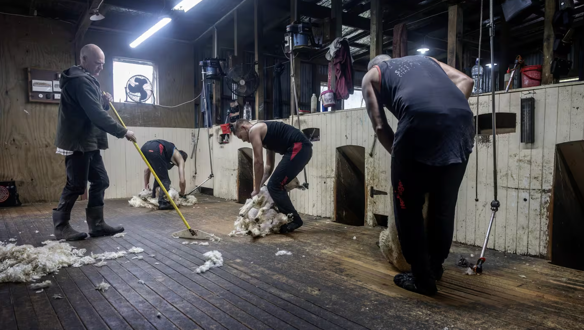 New Zealand Shearing Contractors Association president Mark Barrowcliffe (left) helps Luka Small, Harris Tohengaroa and Garth Macrae to complete their work. Photo / Mike Scott