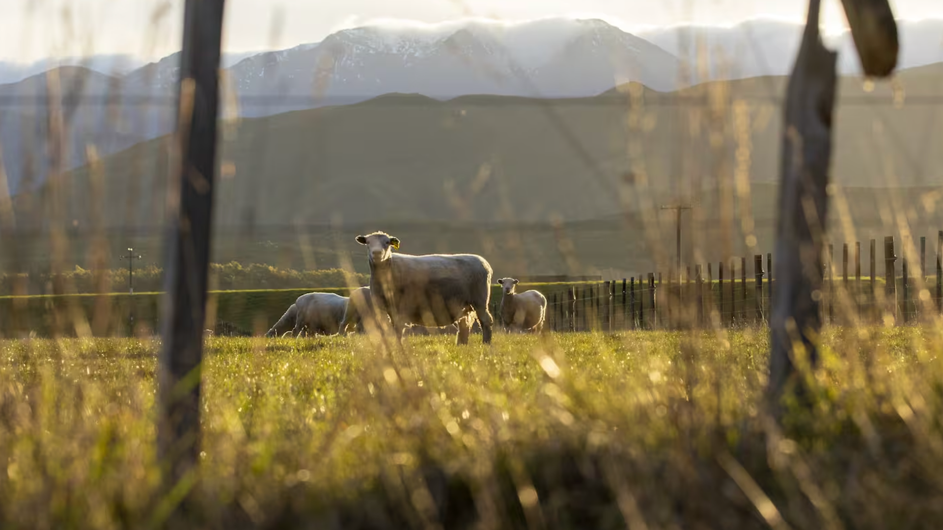 The New Zealand sheep and shearing industry has faced scrutiny over animal welfare since a Peta exposé in late 2024. Photo / Mike Scott
