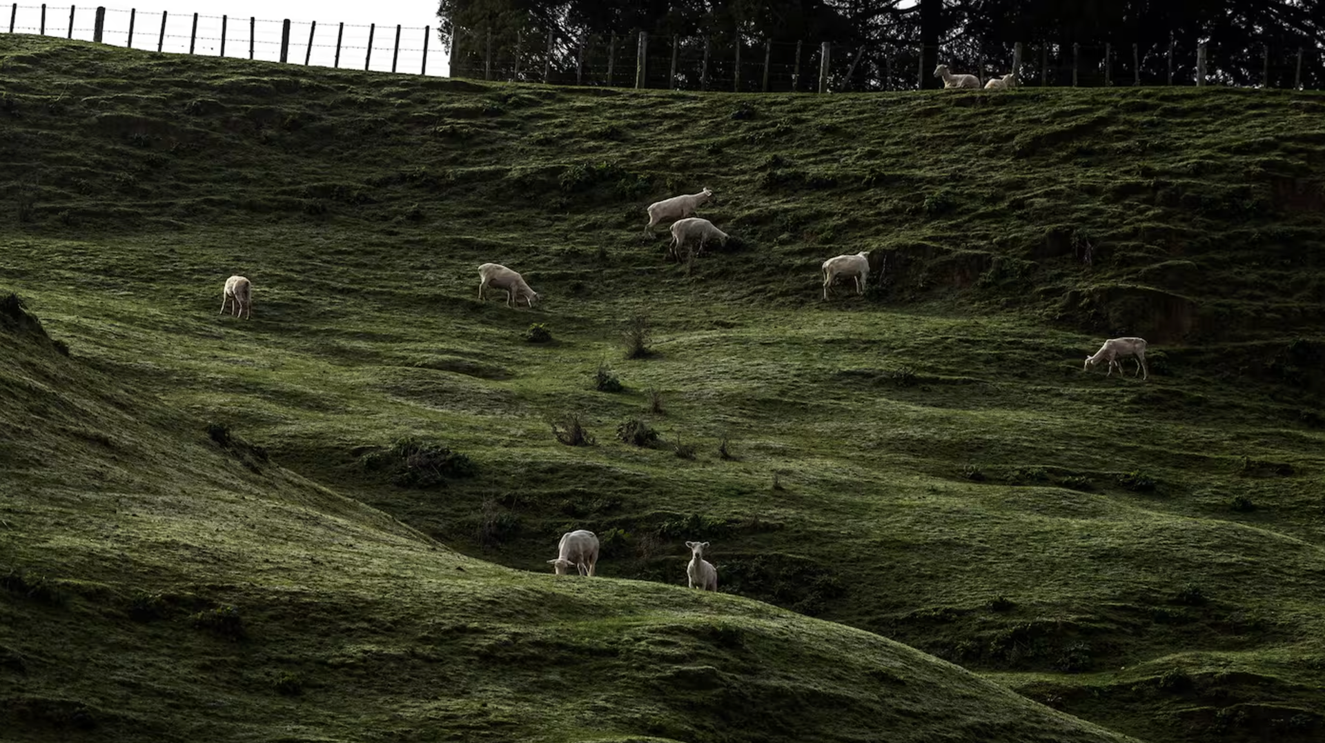 Freshly shorn lambs back in the field. Photo / Mike Scott