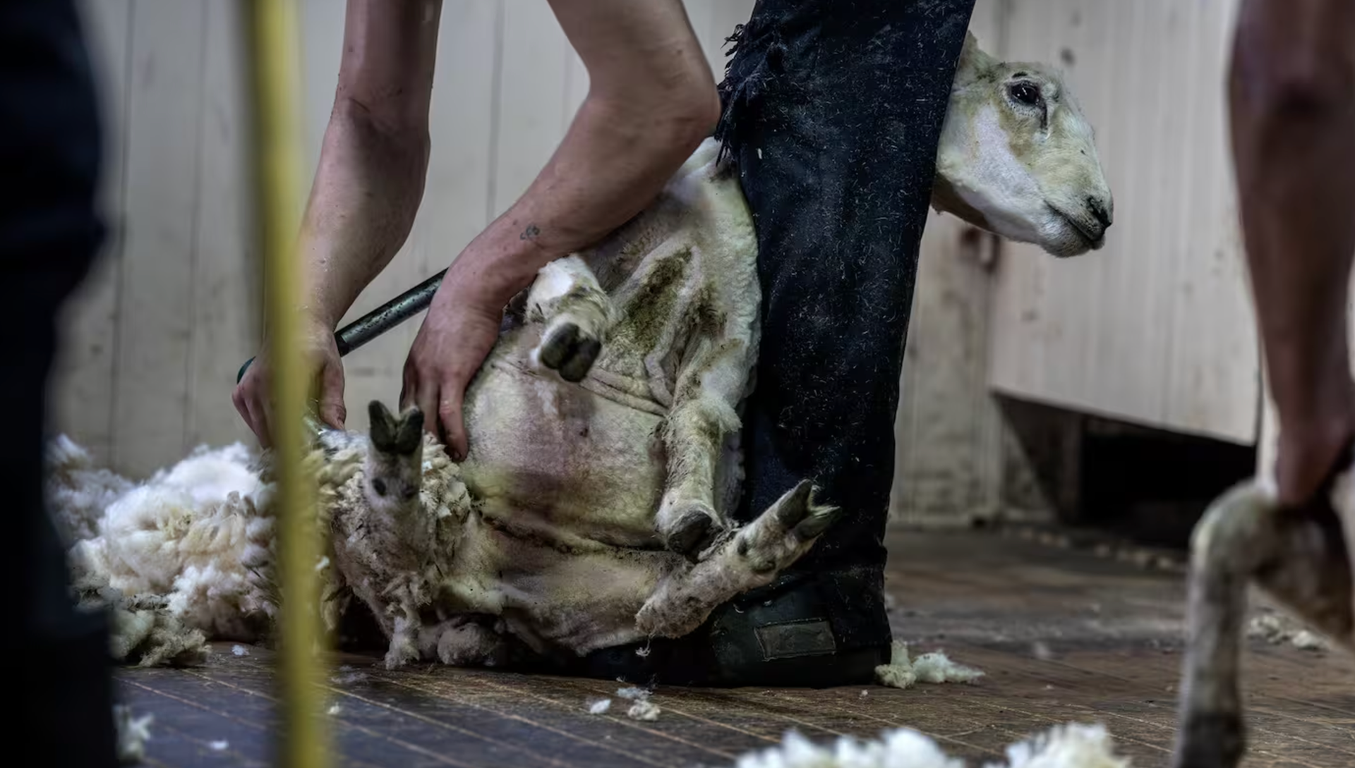 The New Zealand sheep and shearing industry has faced scrutiny over animal welfare since Peta's revelations in late 2024. Photo / Mike Scott