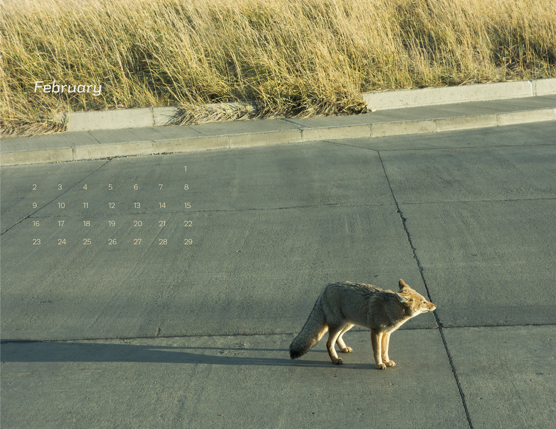 February: Curious fox in Tierra del Fuego